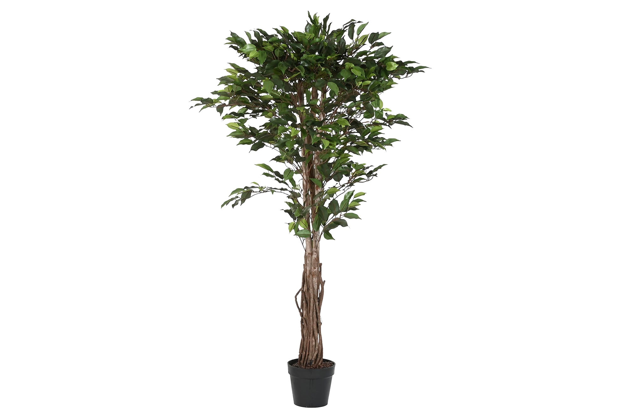 PACK DE 2 PLANTA PE MADERA 80X80X150 FICUS VERDE