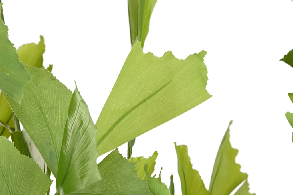 PACK DE 2 PLANTA PE 90X70X250 CARYOTA OCHLANDRA VERDE