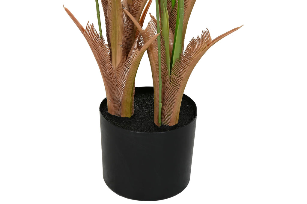 PACK DE 2 PLANTA PE 90X70X250 CARYOTA OCHLANDRA VERDE