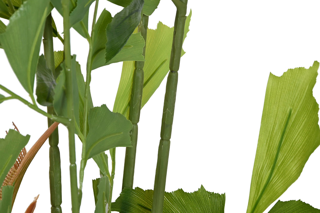 PACK DE 2 PLANTA PE 90X70X250 CARYOTA OCHLANDRA VERDE