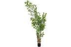 PACK DE 2 PLANTA PE 90X70X250 CARYOTA OCHLANDRA VERDE