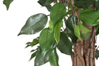 PACK DE 2 ARBOL PE MADERA 80X80X120 FICUS VERDE