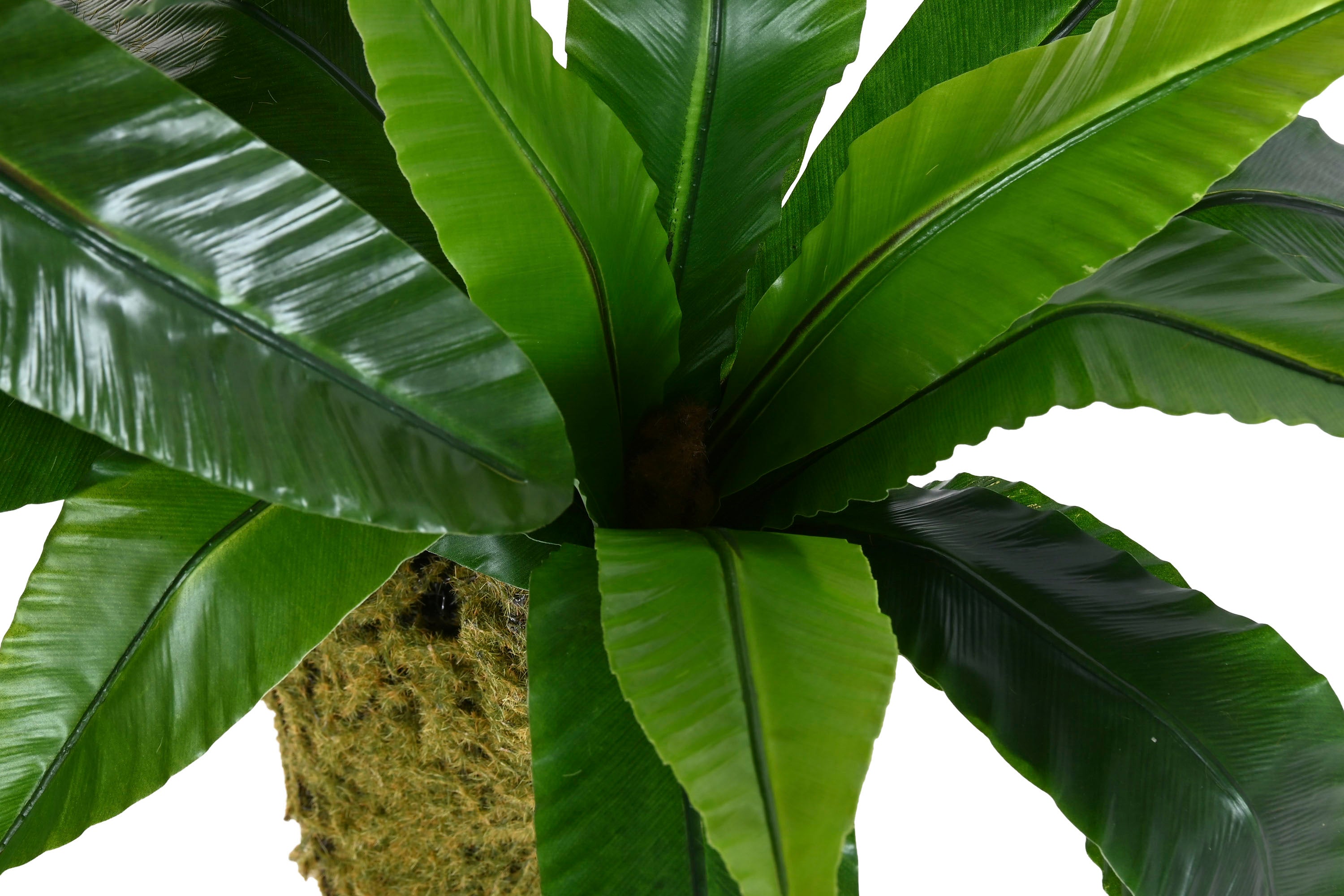 PACK DE 2 PLANTA PE 60X60X150 HELECHO VERDE