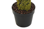 PACK DE 2 PLANTA PE 60X60X150 HELECHO VERDE