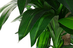 PACK DE 2 PLANTA PE 80X80X180 DRACAENA VERDE