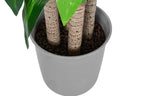PACK DE 2 PLANTA PE 80X80X180 DRACAENA VERDE