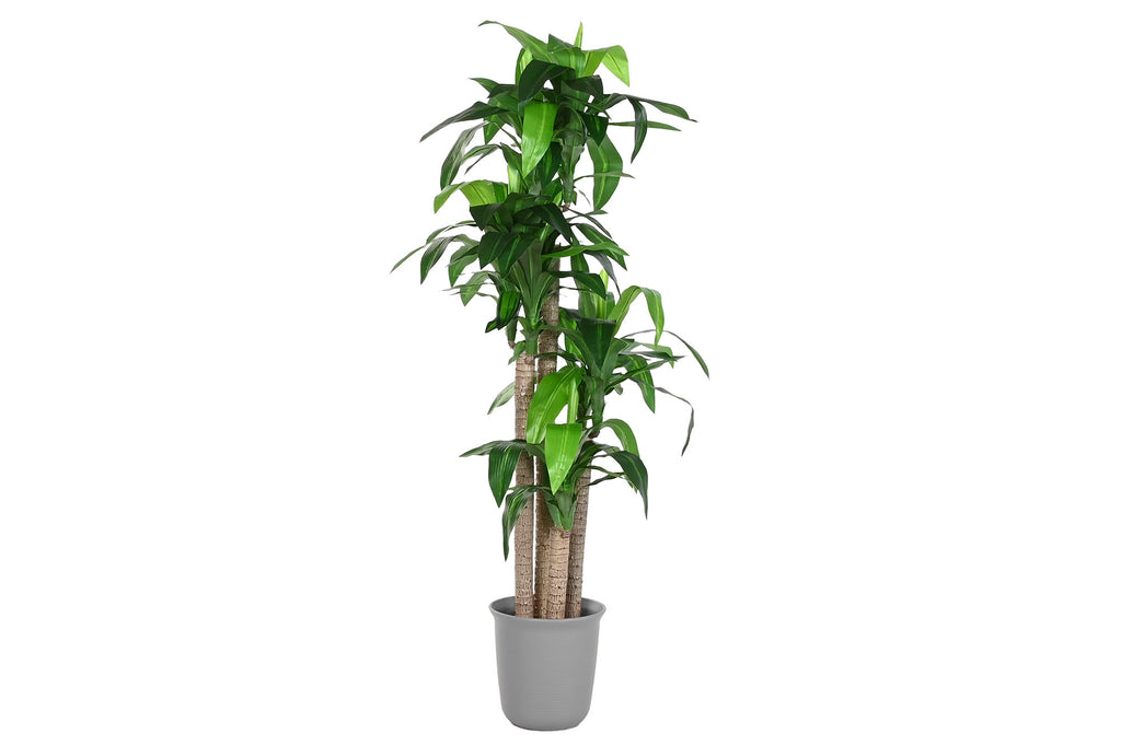 PACK DE 2 PLANTA PE 80X80X180 DRACAENA VERDE
