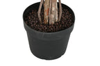 PACK DE 2 ARBOL PE MADERA 100X100X210 FICUS VERDE