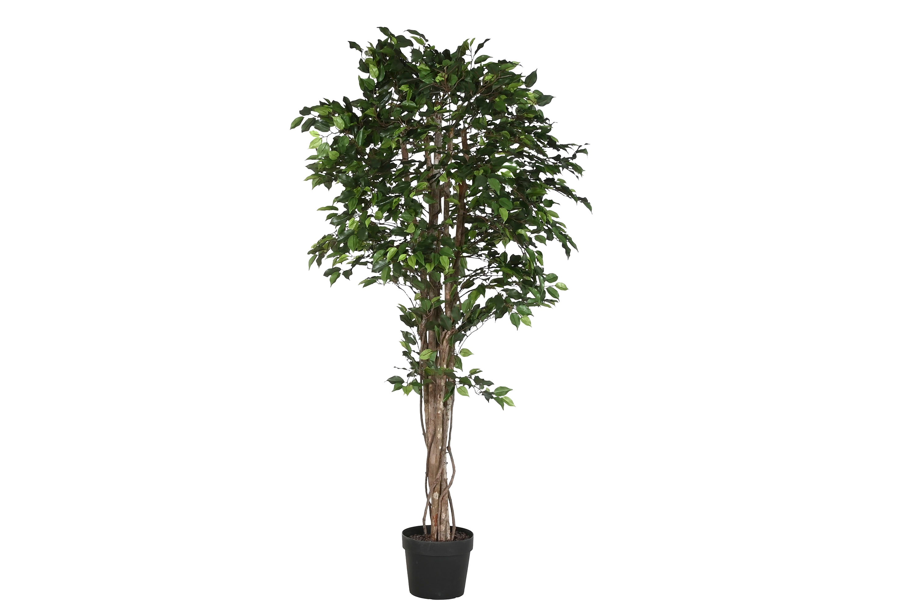 PACK DE 2 ARBOL PE MADERA 100X100X210 FICUS VERDE